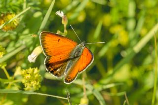 Ate Bakr Gzeli (Lycaena candens)