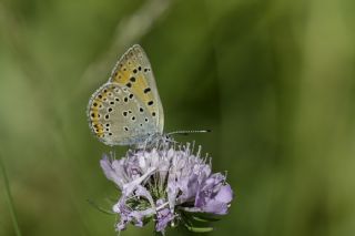 Ate Bakr Gzeli (Lycaena candens)