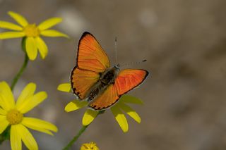 Alev Ategzeli (Lycaena kefersteinii)