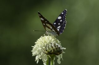 Akdeniz Hanmeli Kelebei (Limenitis reducta)