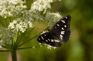 Akdeniz Hanmeli Kelebei (Limenitis reducta)