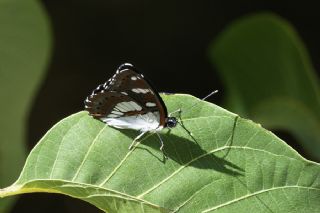 Akdeniz Hanımeli Kelebeği (Limenitis reducta)