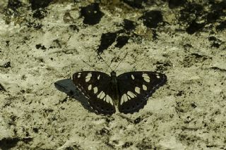 Akdeniz Hanmeli Kelebei (Limenitis reducta)