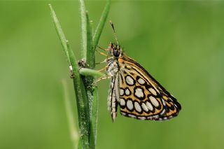 Beyaz Benekli Zpzp (Heteropterus morpheus)