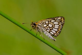 Beyaz Benekli Zpzp (Heteropterus morpheus)