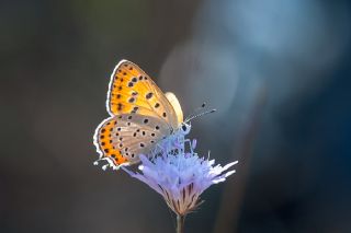 Kk Ate Gzeli (Lycaena thersamon)