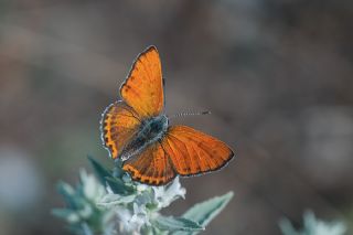 Kk Ate Gzeli (Lycaena thersamon)