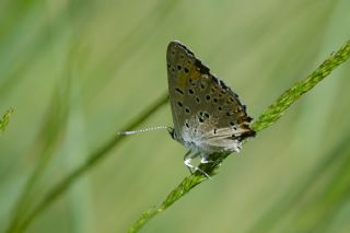 Kk Ate Gzeli (Lycaena thersamon)