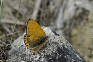 Kk Ate Gzeli (Lycaena thersamon)