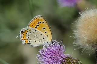 Kk Ate Gzeli (Lycaena thersamon)