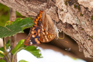 Kk Mor mparator (Apatura ilia)