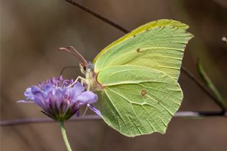 Orakkanat (Gonepteryx rhamni)