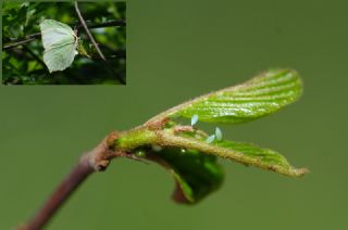 Orakkanat (Gonepteryx rhamni)