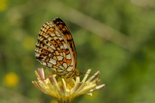 ift Noktal Brentis (Brenthis hecate)