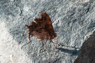 Anadolu Yrtkprt (Polygonia egea)
