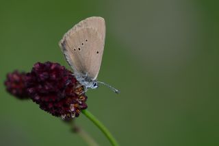 Esmer Korubeni (Phengaris nausithous)