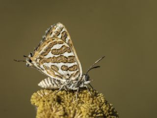 eytanck (Cigaritis acamas)