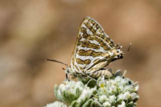 eytanck (Cigaritis acamas)