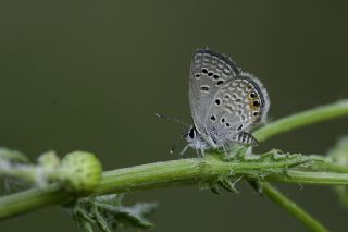 Mcevher Kelebei (Chilades trochylus)