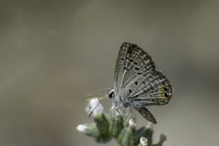 Mcevher Kelebei (Chilades trochylus)