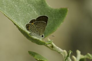 Mcevher Kelebei (Chilades trochylus)