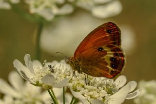 Funda Zpzp Perisi (Coenonympha arcania)