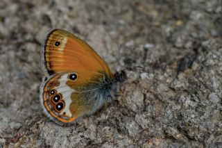 Funda Zpzp Perisi (Coenonympha arcania)