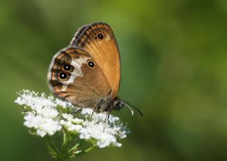 Funda Zpzp Perisi (Coenonympha arcania)