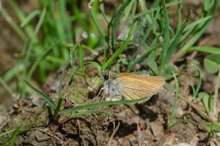 Sar� Antenli Z�pz�p&nbsp;(Thymelicus&nbsp;sylvestris)