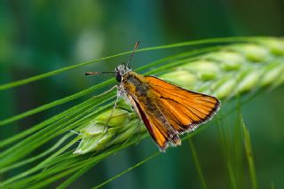 Sar Antenli Zpzp (Thymelicus sylvestris)