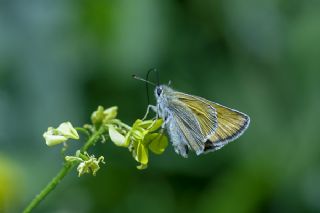 Sar Antenli Zpzp (Thymelicus sylvestris)