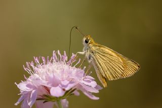 Sar Antenli Zpzp (Thymelicus sylvestris)