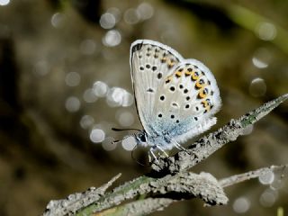 das Mavisi, Esmergz (Plebejus idas)