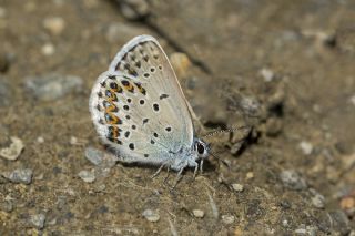 das Mavisi, Esmergz (Plebejus idas)