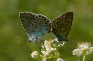 okgzl Amanda (Polyommatus amandus)