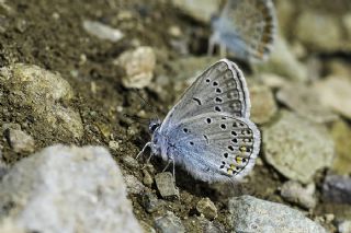 okgzl Amanda (Polyommatus amandus)