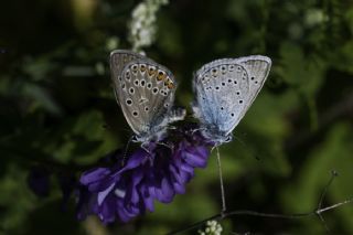 okgzl Amanda (Polyommatus amandus)