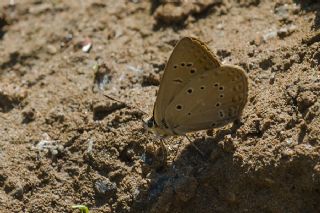 Anormal okgzl (Polyommatus admetus)
