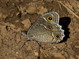 Beyaz Bandl Karamelek (Hipparchia parisatis)