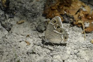 Beyaz Bandl Karamelek (Hipparchia parisatis)