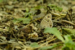 Beyaz Bandl Karamelek (Hipparchia parisatis)