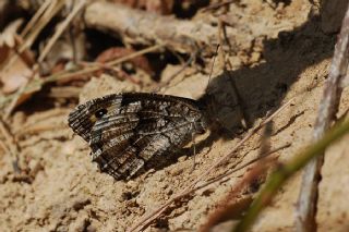 Byk Karamelek (Hipparchia syriaca)
