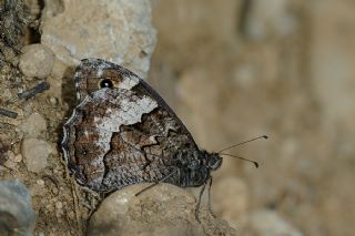 Byk Karamelek (Hipparchia syriaca)