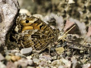 Step Cads (Chazara anthe)