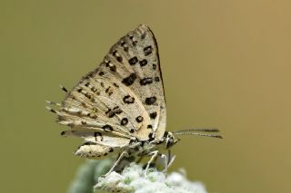 Akdeniz eytanc (Cigaritis cilissa)