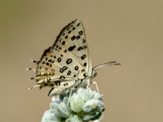 Akdeniz eytanc (Cigaritis cilissa)