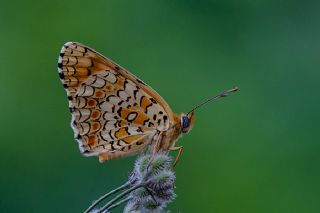 Benekli Byk parhan (Melitaea phoebe)