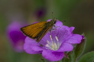 Siyah Antenli Zpzp (Thymelicus lineolus)