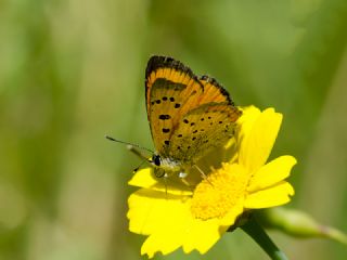 Osmanl Atei (Lycaena ottomanus)