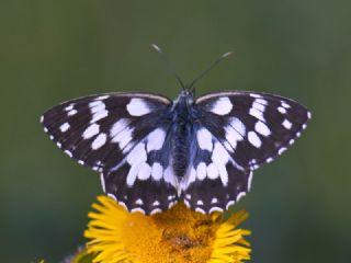 Orman Melikesi (Melanargia galathea)